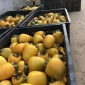 现货 果大饱满 柿子批发 信誉商家